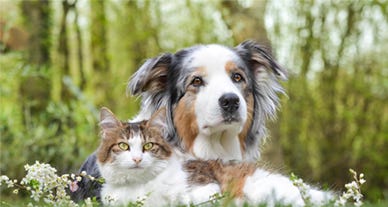 Yarrah : Du bio et du bon pour les animaux ! Yarrah : Du bio et du bon pour les animaux !