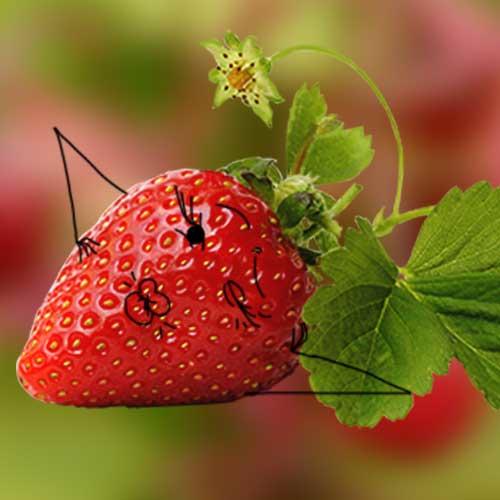 Le fruit du mois chez Biocoop BARCELO : la fraise ! Le fruit du mois chez Biocoop BARCELO : la fraise !